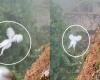 “Legendary white phoenix” appeared, causing netizens to stir up
