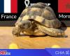 Turtle God predicts the result, the score of the match France vs Morocco, 02h00 on 15/12